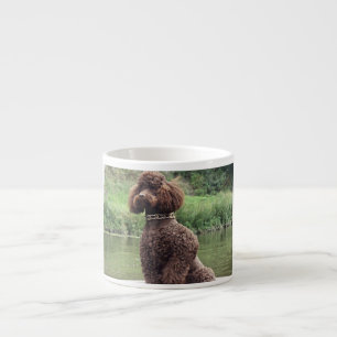 chocolate poodle sitting.png espresso cup