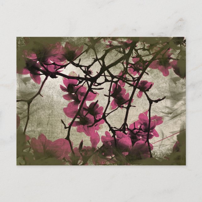 Chocolate Raspberry Blossom Branches Postcard (Front)
