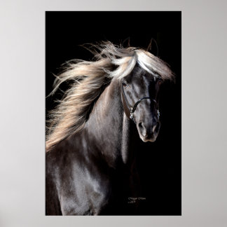 Chocolate Rocky Mountain Horse Poster