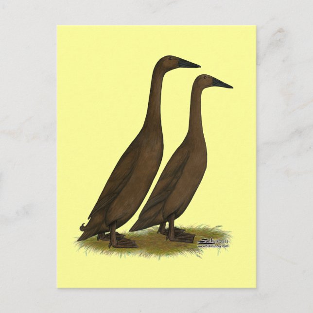 Chocolate Runner Ducks Postcard (Front)