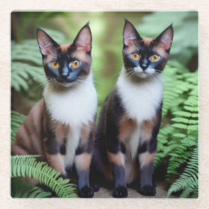 Chocolate Siamese Cat Twins, Coaster