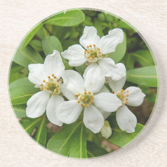 Choisya Ternata Coaster (Front)