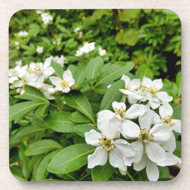 Choisya Ternata Coaster (Front)