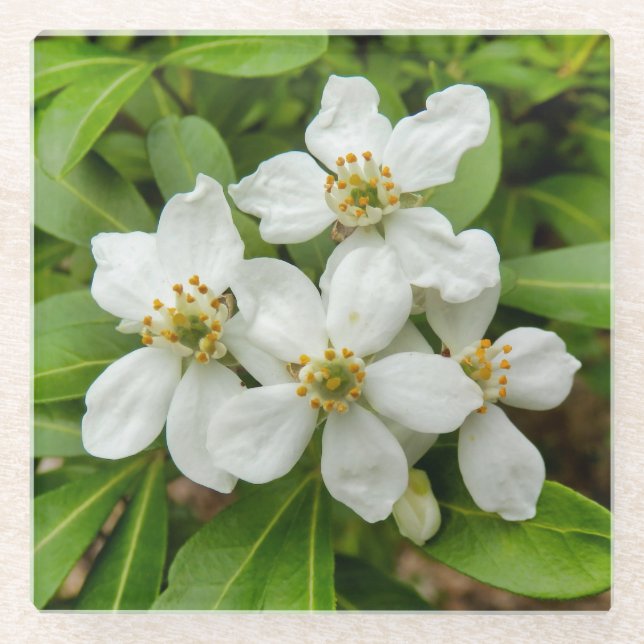 Choisya Ternata Glass Coaster (Front)