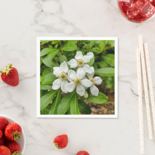 Choisya Ternata Paper Napkins