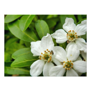 Choisya Ternata Photo Print