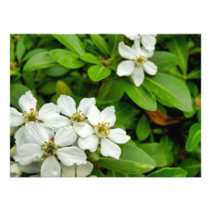 Choisya Ternata Photo Print