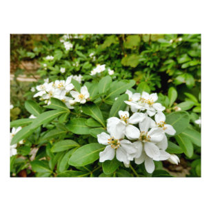 Choisya Ternata Photo Print