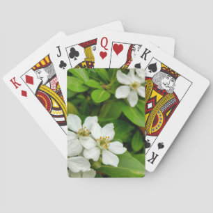 Choisya Ternata Playing Cards