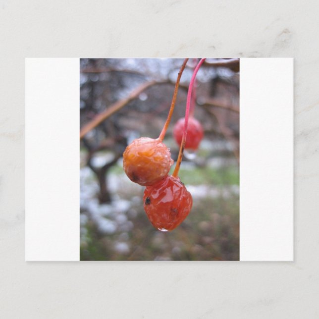 Choke cherry postcard (Front)