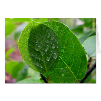 Chokecherry leaves in spring