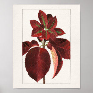 Chokecherry Leaves (Prunus virginiana) Painting Poster