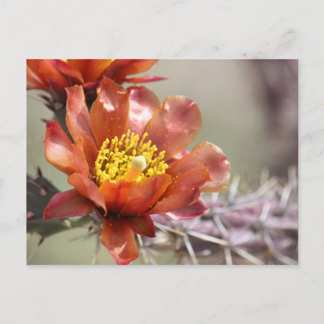 Cholla Bloom Postcard (Front)