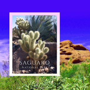 Cholla Cactus, Agave, Saguaro National Park, AZ Po Postcard