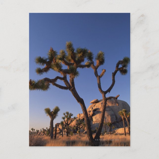 Cholla cactus and Cap Rock , Joshua Tree Postcard (Front)