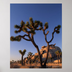 Cholla cactus and Cap Rock , Joshua Tree Poster