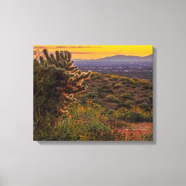 Cholla Cactus Desert Flowers Arizona Sunset 20x16 Canvas Print (Front)