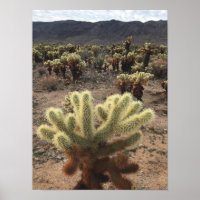 Cholla Cactus Joshua Tree Park Photo