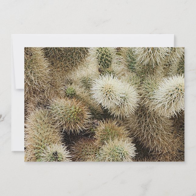 Cholla Cactus Photo Card (Front)