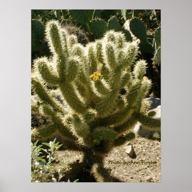 Cholla In Bloom Poster (Front)