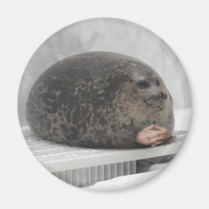 Chonky seal Magnet
