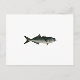 Chopper Bluefish Postcard
