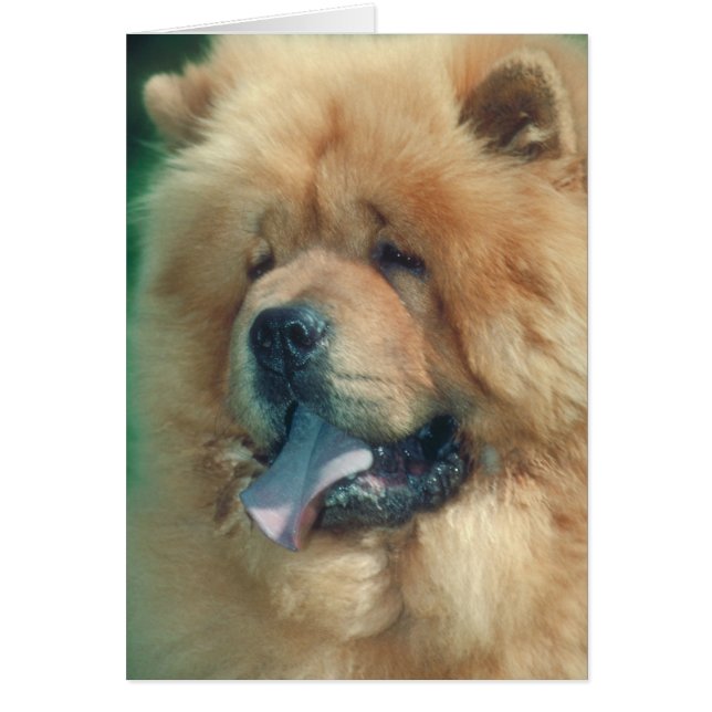 Chow Chow (Front)