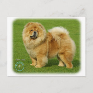 Chow Chow 9B008D-17 Postcard