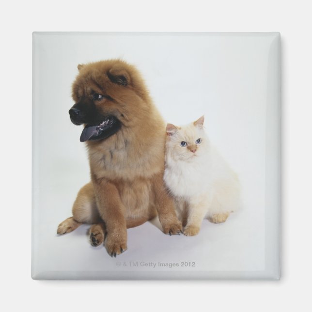 Chow Chow and a White Cat Sitting Together Magnet (Front)