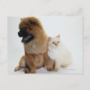 Chow Chow and a White Cat Sitting Together Postcard