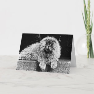 Chow Chow Dog on Porch, Black and White Card