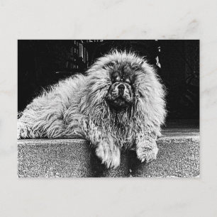 Chow Chow Dog on Porch, Black and White Postcard