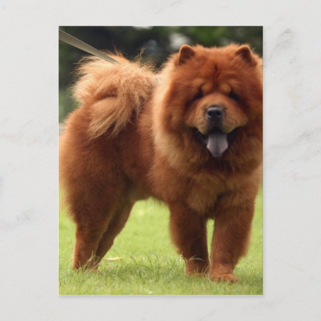 Chow Chow Dog Poses Postcard (Front)