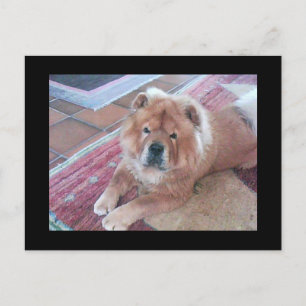 Chow Chow Dog Post Card