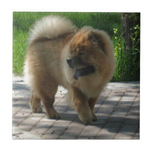 chow chow full tile