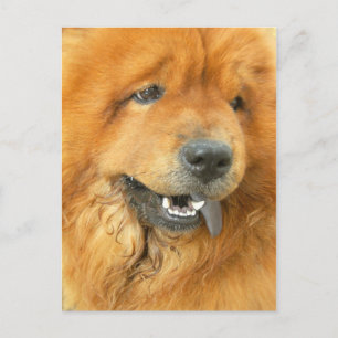 Chow Chow Postcard