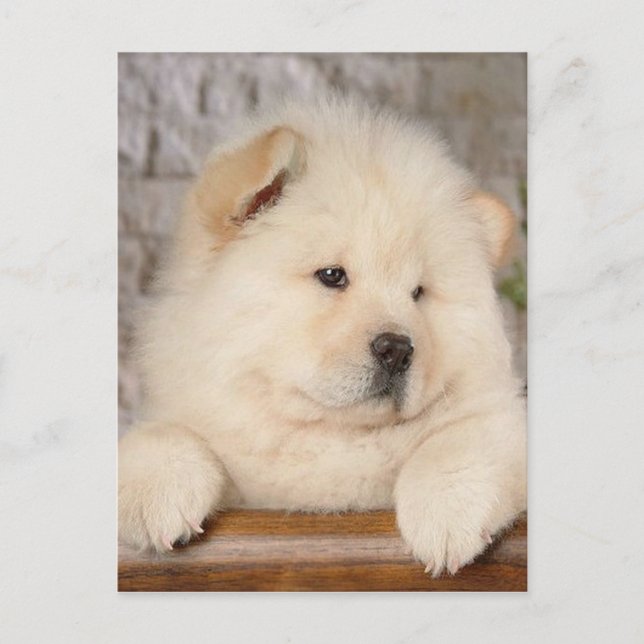 Chow Chow Postcard (Front)