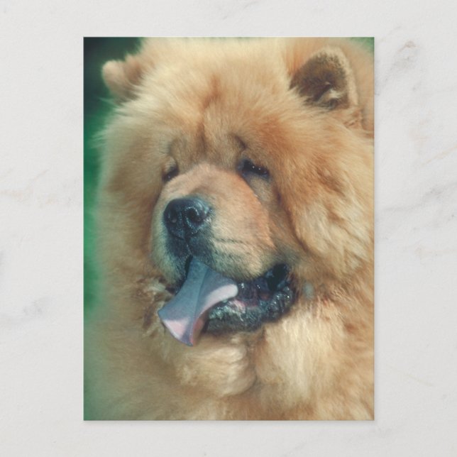 Chow Chow Postcard (Front)