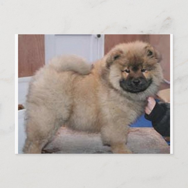 chow chow pup.png postcard (Front)