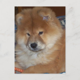 Chow Chow Pup Postcard