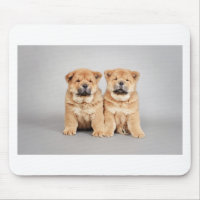 Chow chow puppies