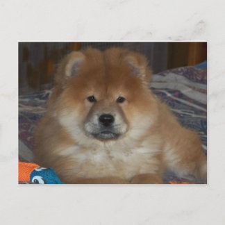 Chow Puppy Postcard