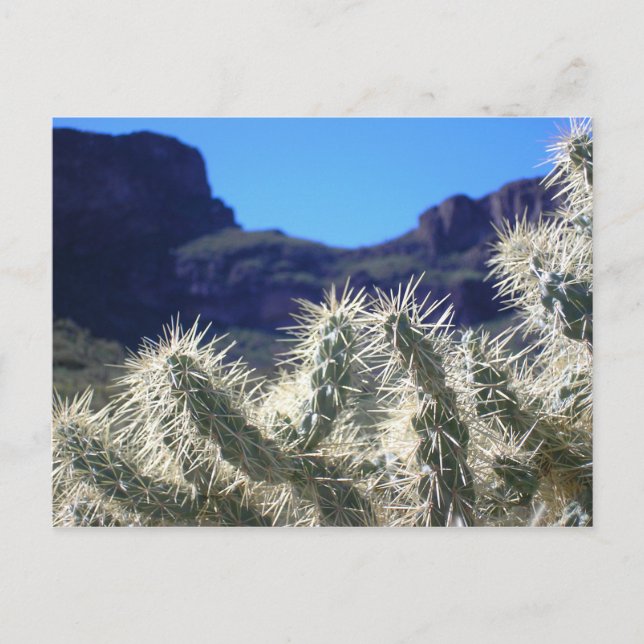 Choya Cactus - Arizona Postcard (Front)