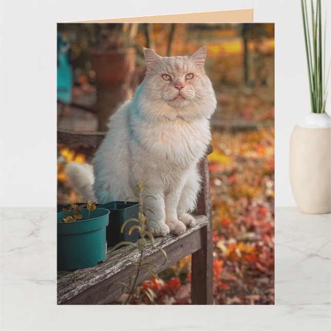 CHRISTIAN CAT THINKING OF YOU PHILIPPIANS 1:3  CARD (Front)