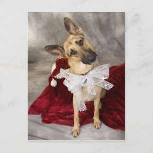 Christmas Alsatian Holiday Postcard