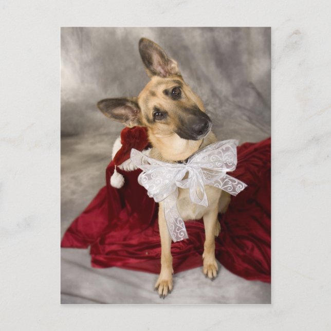 Christmas Alsatian Holiday Postcard (Front)
