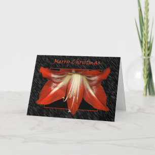Christmas Amaryllis Card