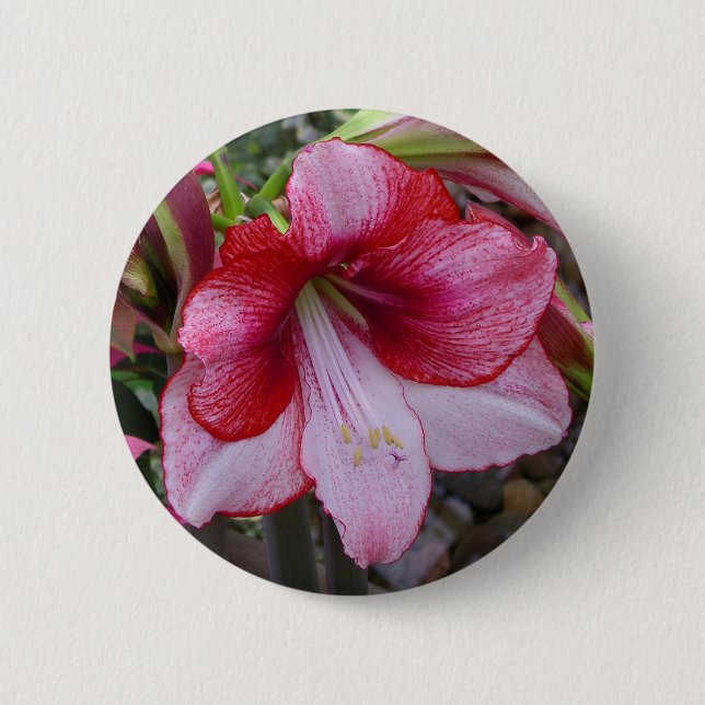 Christmas Amaryllis Red Holiday Floral 6 Cm Round Badge (Front)