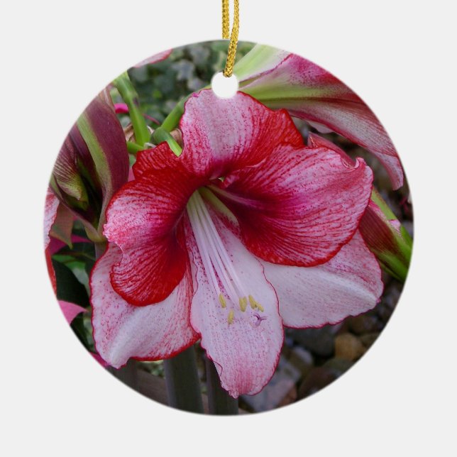 Christmas Amaryllis Red Holiday Floral Ceramic Tree Decoration (Front)