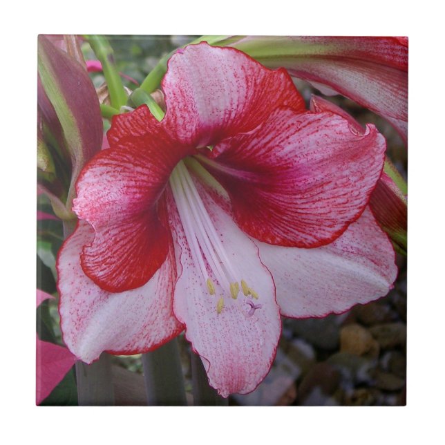 Christmas Amaryllis Red Holiday Floral Tile (Front)